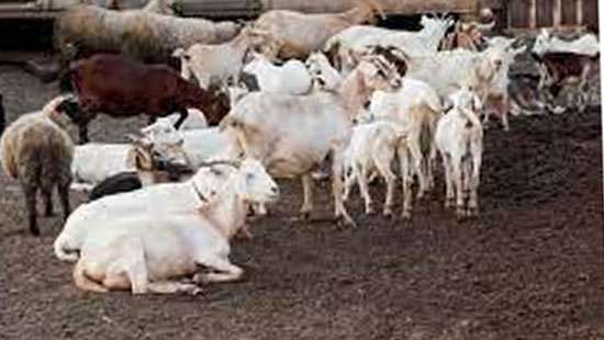 Introduce two species of cattle, goats suitable to increase milk, meat production
