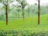 The Mascots tour their former ‘homeland’  Ex-planters of the Maskeliya/Upcot District revive fading 