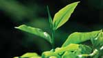 India replaces SL as largest tea exporter to Russia