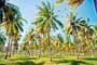 Drought resistant coconut trees an urgent need: Coconut growers 