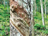 Potential of carbon trading from rubber plantations