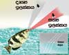 Fish with peculiar preying method