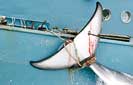 Japan confirms plan to resume whale hunt
