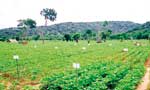 How to Reduce Chemical Fertilizer? Way forward for  sustainable  crop  production 