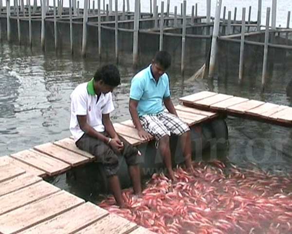 Video: First fish pedicure centre