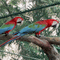Macaw search continues
