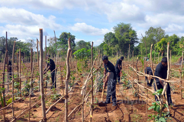 Horticulture programme in Kebithigollewa