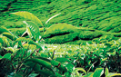 Unclassified tea planters cry foul over lack of govt. support