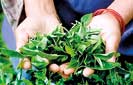 Tea industry hails sanction ease on Iran