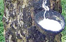 Monaragala: Next hotspot for rubber?
