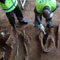 24 skeletal remains found so far from Matale