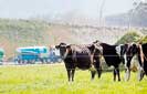 Fonterra cuts dairy auction volume