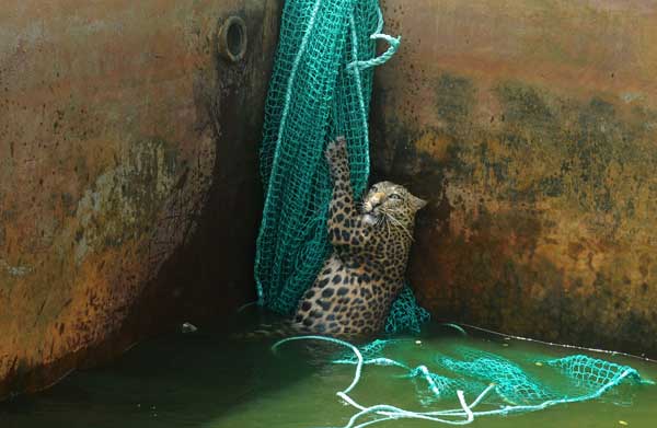 Leopard climbs out