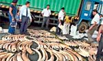 Blood Ivory in Sri Lanka  Let’s burn it