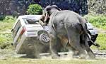 Elephant in the room: 