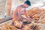 US research study spells boom for Lanka’s cinnamon industry