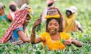 Climate change sparks tension in India’s tea gardens