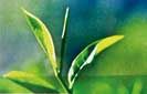 Tea Board teams up with pvt. sector to re-energize cuppa