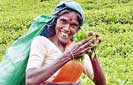 Employers Federation to break plantation wage deadlock 