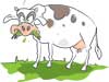 Revive the Dairy Farming Industry - Editorial