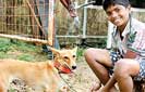 Embark completes 3rd phase of Jaffna Animal Protection Project