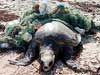 TN lives off SL fishing stocks Two sides talk, but poaching continues