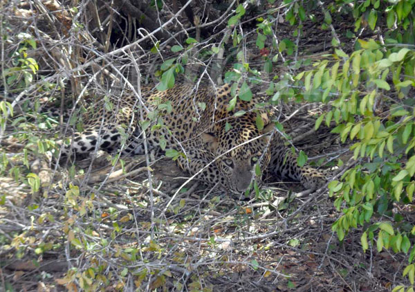 Dying leopard rescued