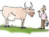 Let’s get back to local fresh milk - Editorial