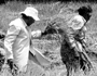 What of the marginalised in our land?