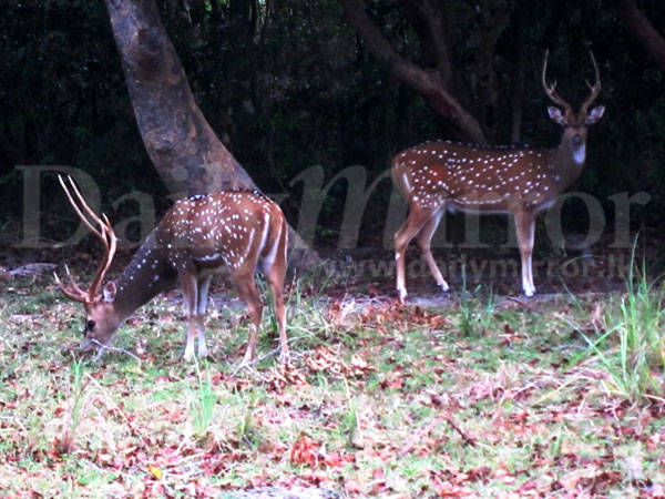 The beauty of the ‘wild’ in Kumana