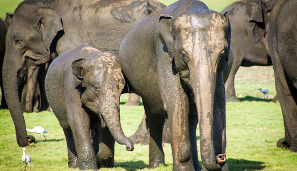 Elephant migration 