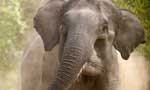 Wild elephant kills journalist   