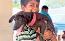 Embark vaccinates 2592 street dogs during 1Q of 2015-16