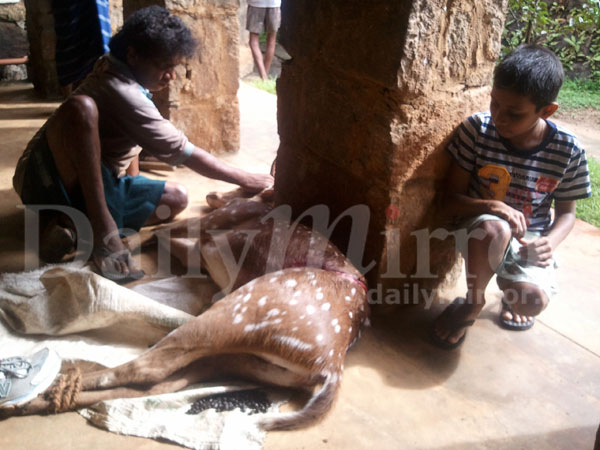 Boy saves a helpless deer