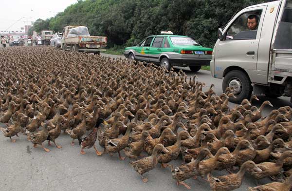 A flock of ducks