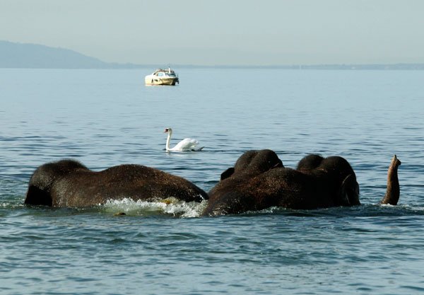 Elephants bathing session in Lake Leman