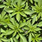 SL bound cannabis seized in TN