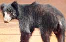 CIC continues to fund groundbreaking sloth bear research project 