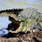Man killed by crocodile