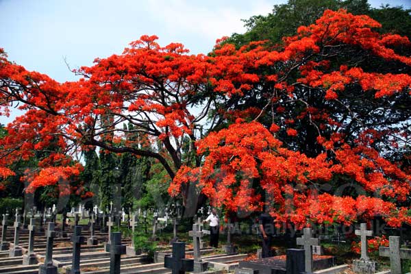 Flowers in full bloom