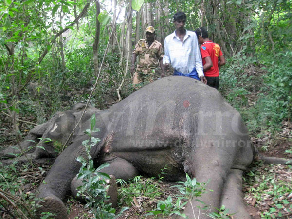 Video: Hakka Patas kills a Jumbo