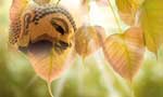 Vap Poya Reflections: Can only males attain Buddhahood? -A Thai experience
