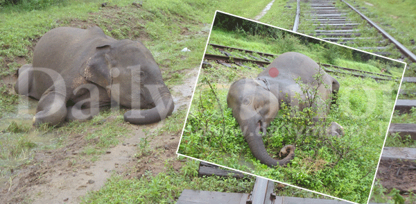 Train kills two jumbos