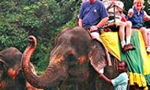 Four tourists in jumbo mishap