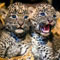 Rare Lankan leopards born in French zoo