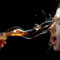 Acid attack on NCP ayurvedic commissioner