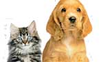 ANIMAL WELFARE Is attention paid to strays adequate?
