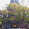 SL gifted Bodhi tree at Sanchi is dying