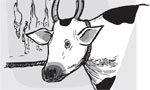 Cattle slaughter; Who is the ‘Gona’? - EDITORIAL