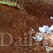 More skeletal remains found at hospital site